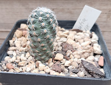 !! Lobivia spec. - Jungpflanze - Kaktus / Kakteen !!