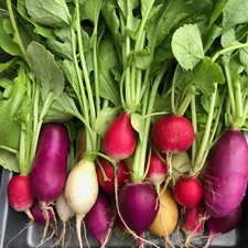 Radieschen Ostereier Mix Bunte Mischung Radies alte Sorten in weiß rot gelb lila