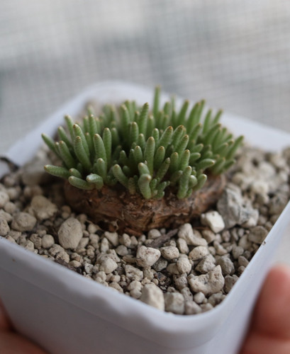 Avonia quinaria kakteen - avonia,