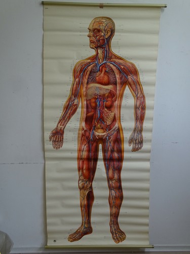 V4304 lehrtafel schultafel - lehrtafel,