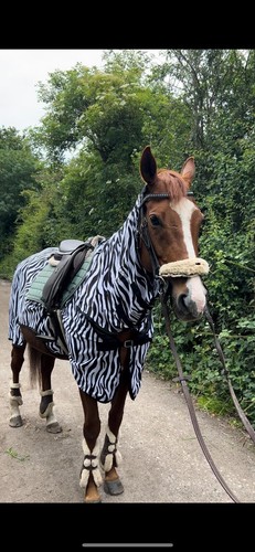Fliegengitter zebra - fliegengitter,