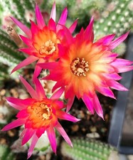 Chamaecereus Feuerspinne 5 cm groß Kaktus