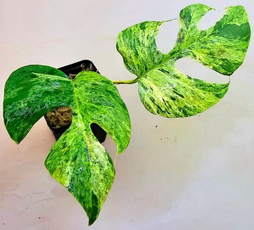 Sehr schöne rhaphidophora - sehr,