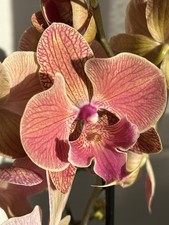 Orchidee Phalaenopsis NINA Big