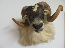 Mufflon ? Widder ? Geweih