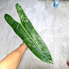 Philodendron Billietiae