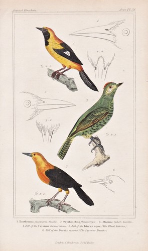 Black hooded oriole - black-hooded,