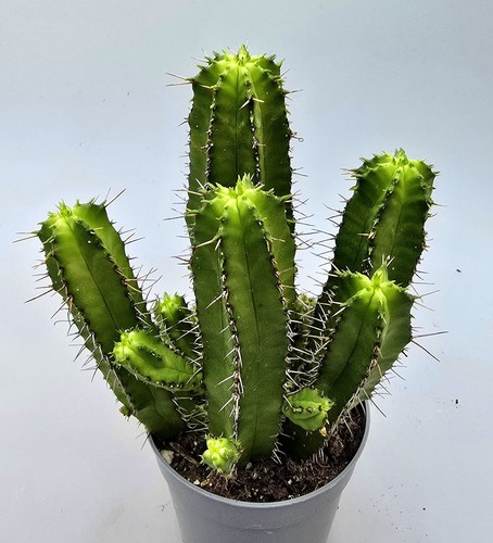 Euphorbia fruticosamz2 - euphorbia,