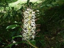 HG 723 Hedychium Gracile Gardenplants Seeds Flowers Samen Stück 20