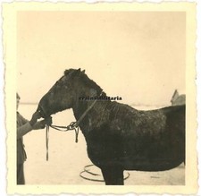 Orig. Foto krankes Pferd