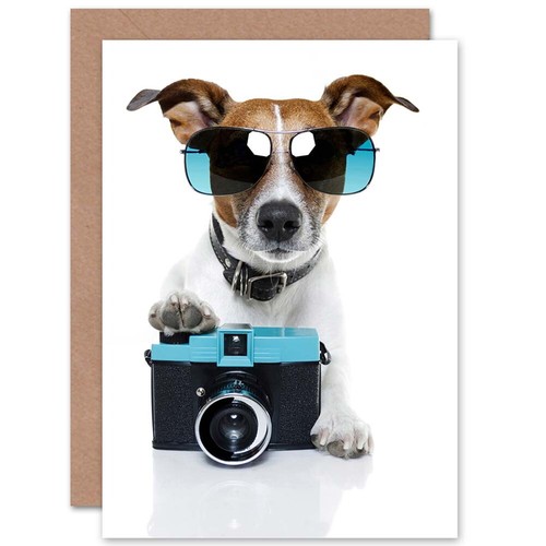 Coole jack russell - jack,