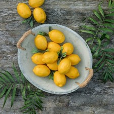 ohne Marke Deko Zitrone