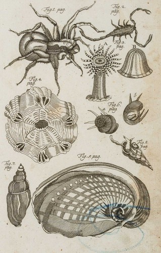 Spinnen seeanemone - spinnen,,