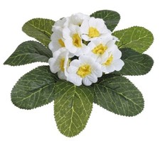 Primel-Busch 20cm weiß