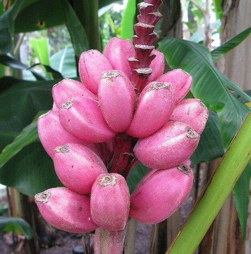 Samen rosa banane exotische - samen,