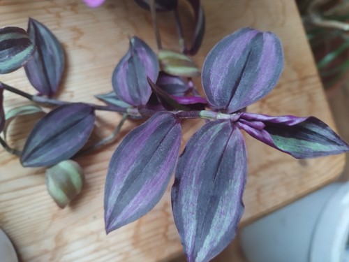Tradescantia burgundy ableger - tradescantia,