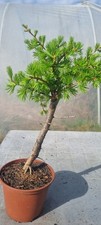 Lärche-Prebonsai