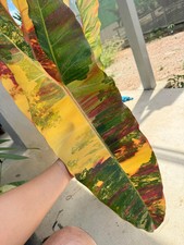 80002801 Philodendron Red