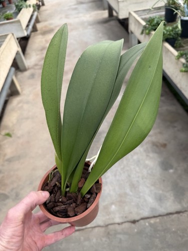 Oncidium lanceanum hybride - lanceanum,