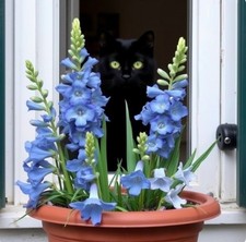 Zwiebeln Riesen-Gladiole blau