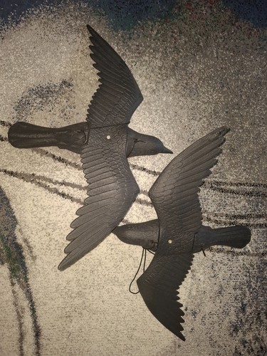 Taubenschreck fliegender rabe - taubenschreck,