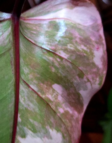 Rare philodendron firy - philodendron,