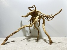 rote Moorwurzel Redwood