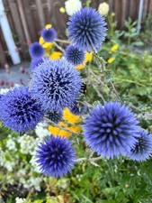 blaue KUGELDISTEL, winterharte Staude, trockenheitsresistent, Samen