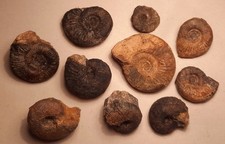 Ammoniten Dogger Porta Westfalica Wittekindflöz 