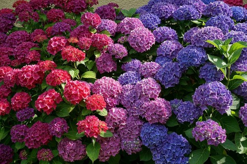 Hydrangea macrophylla - ,
