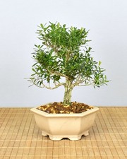 Bonsai Indoor, Chinesischer