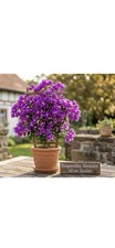 Bougainvillea 'Alexandra'