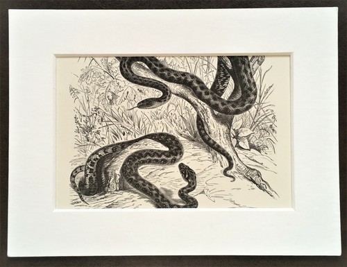 Wasserschlangenabdruck 1893 - wasserschlangenabdruck,