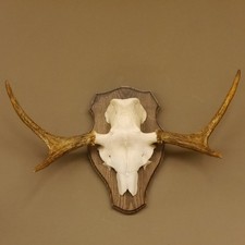 Elchgeweih kleines Elch Geweih