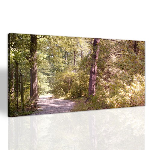 Wald baum herbst - baum,