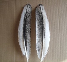 2 weiss-bunte Pfauenfedern 