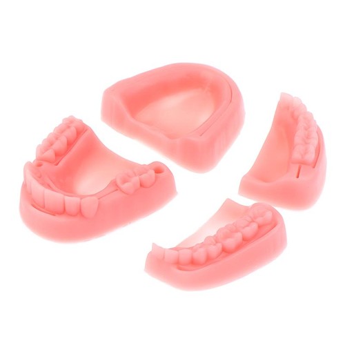 4pcs dental simulation oral - 4pcs,