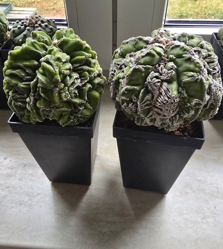 Astrophytum myriostigma - astrophytum,