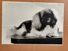 Postkarte Foto Pekinese Hund