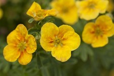 Potentilla fruticosa 'Mango Tango', Fingerstrauch, orange-gelb, 25–30 cm