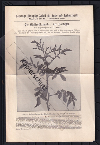 Flugblatt die blattkrankheit - flugblatt,