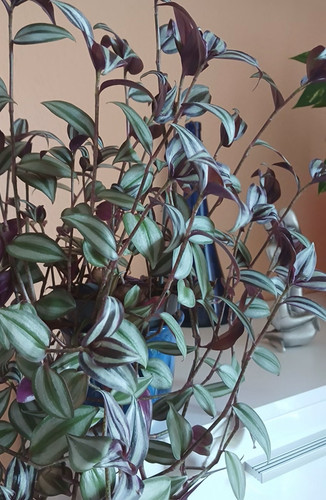 Ableger tradescantia zebrina - ableger,
