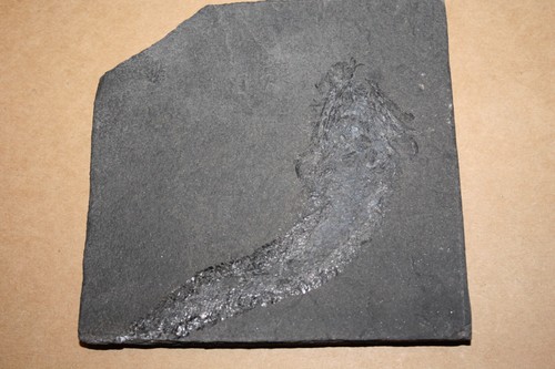 Fisch palaeoniscum - fisch,,