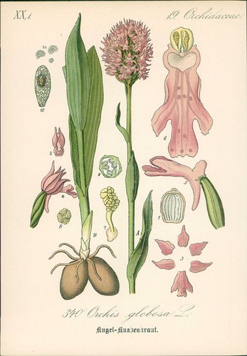 Chromolithographie kugeliges - chromolithographie,