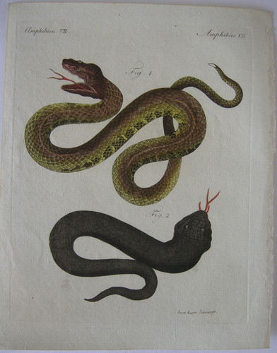 Amphibien schlangen snake - schlangen,