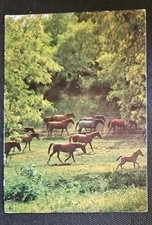 Pferdepostkarte, AK Pferde