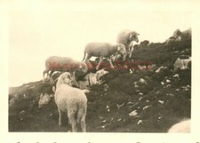 Foto aut jun 1942 - foto,, jun.