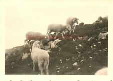 Foto, AUT Jun. 1942: Bergschafe grasen auf dem "Sarstein" (MB)21271