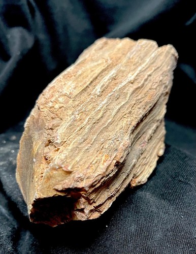 Versteinertes holz 11x7x5cm - versteinertes,