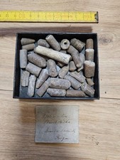 Belemniten Donnerkeil Rügen